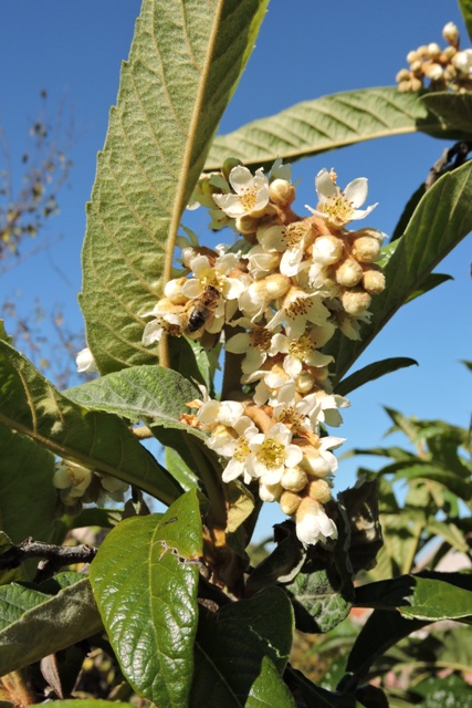 Loquat or Nispero blossom